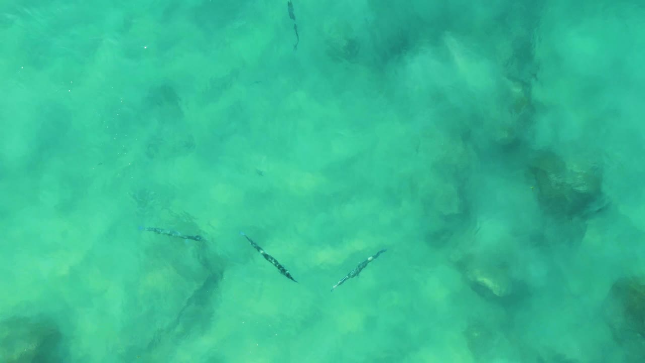 Small dark fish appear beneath clear turquoise water at Buzzards Beach East Cape BCS Mexico, with pale sand and darker seabed patches visible and no visible people.