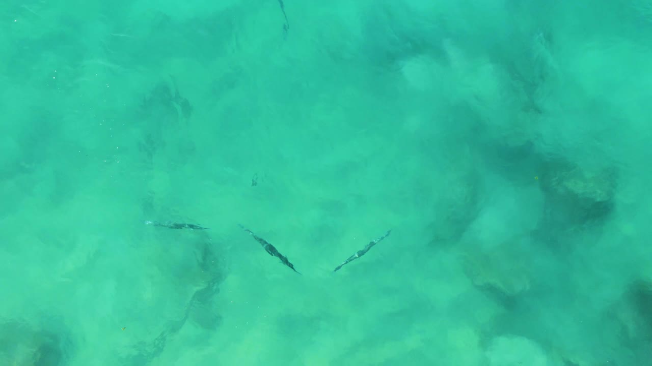 Several fish silhouettes are spread across turquoise water at Buzzards Beach East Cape BCS Mexico, with darker underwater patches more prominent near the center and no visible people.
