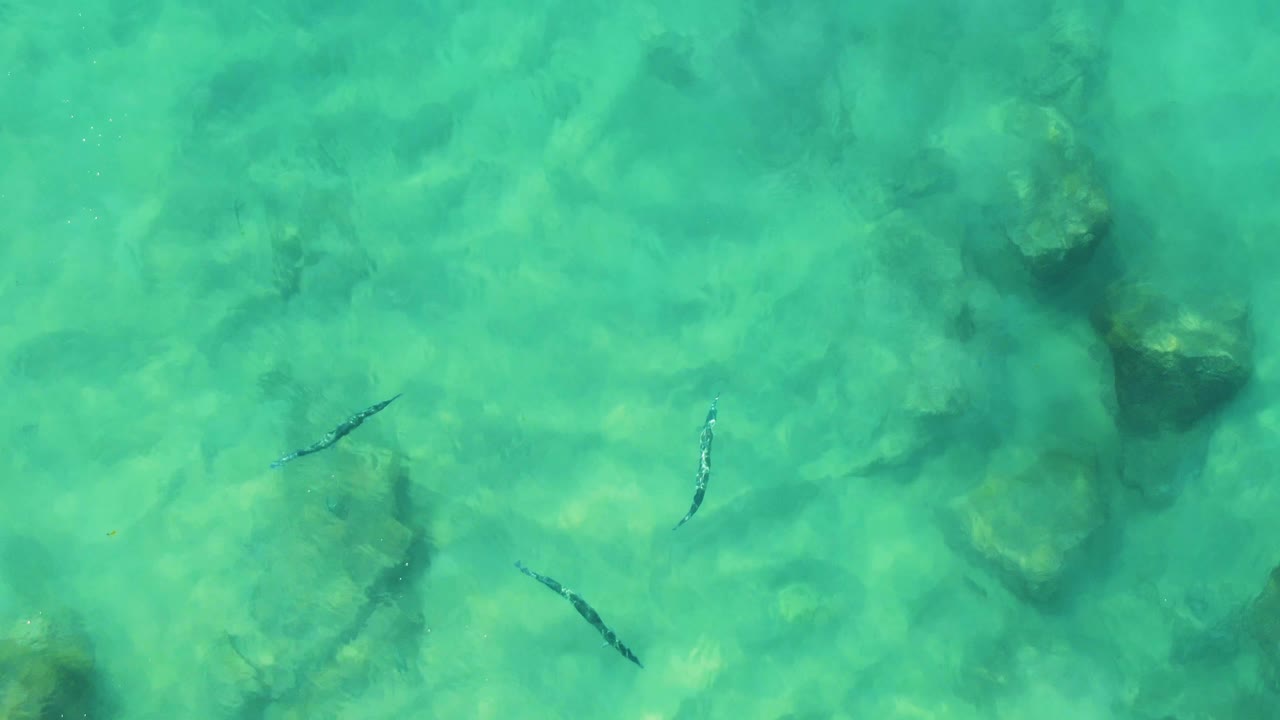 Shallow turquoise water with fish near darker rock patches.