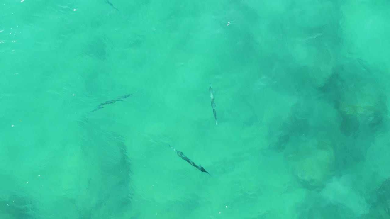 Small dark fish appear under clear turquoise water at Buzzards Beach East Cape BCS Mexico, with soft submerged shadows and no visible people.