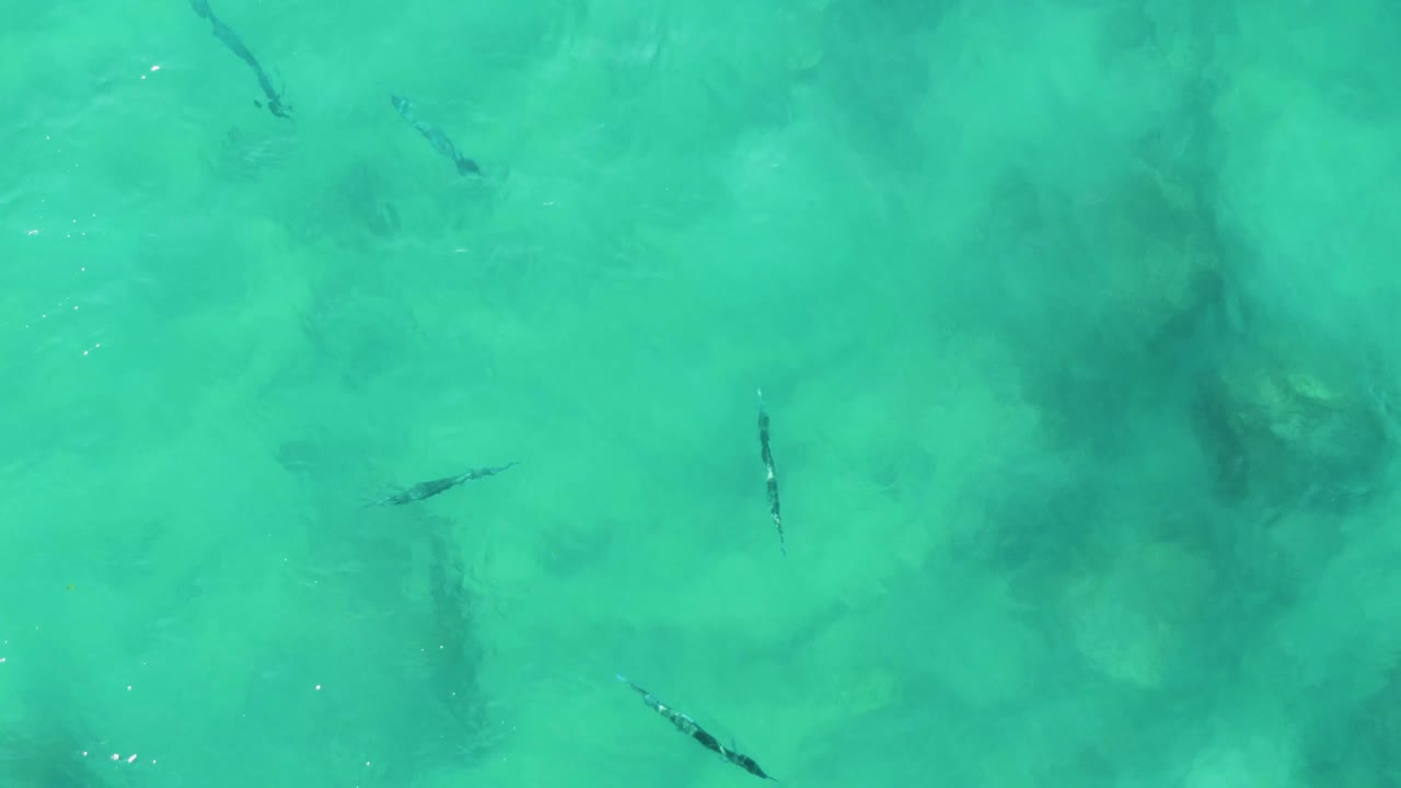 Fish spread across pale turquoise water