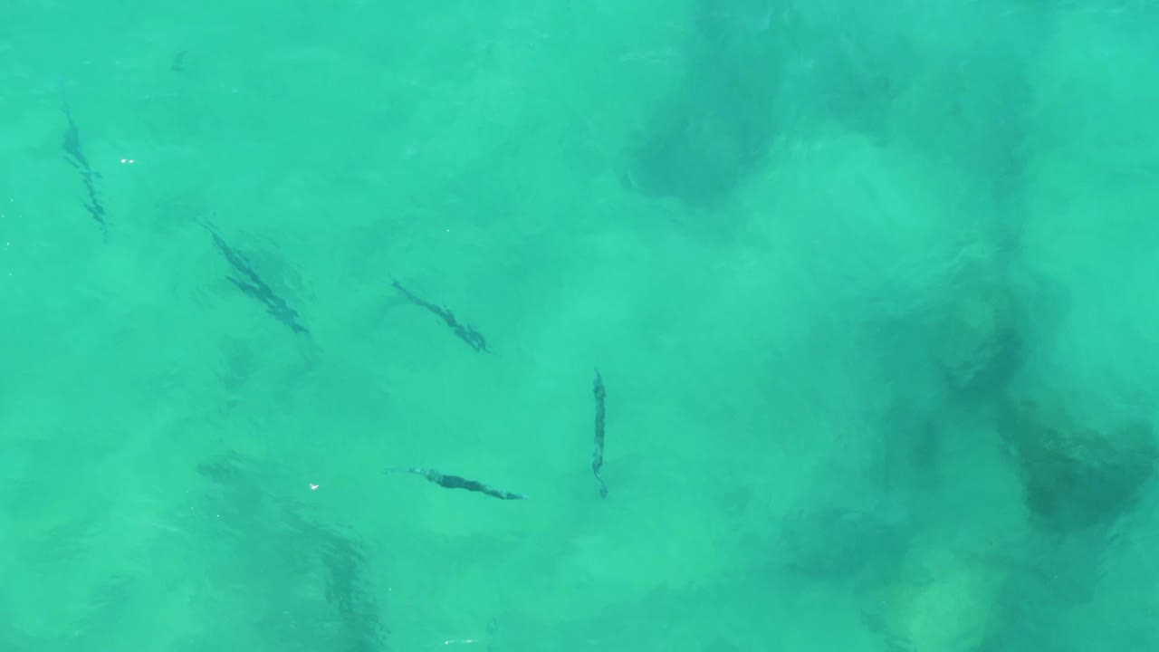 Small fish in clear turquoise water over submerged rocks.