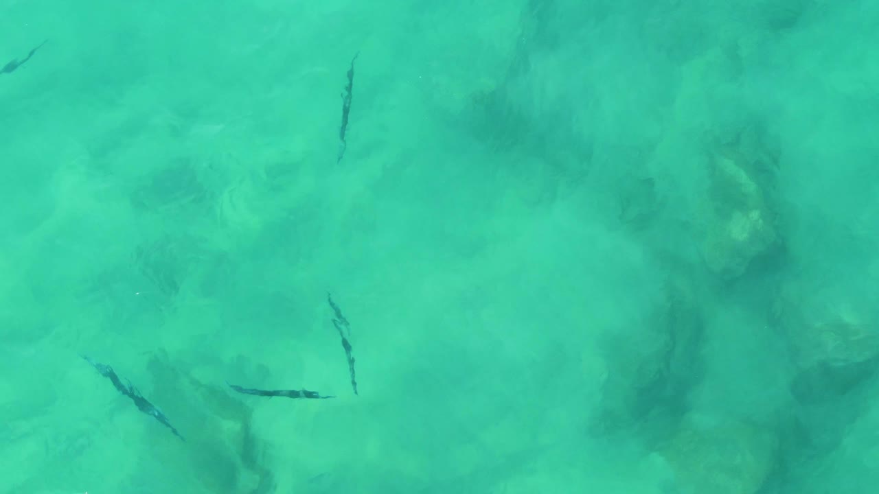 Small fish are spread across clear turquoise water at Buzzards Beach East Cape BCS Mexico, with broad darker rock shadows and no visible people.