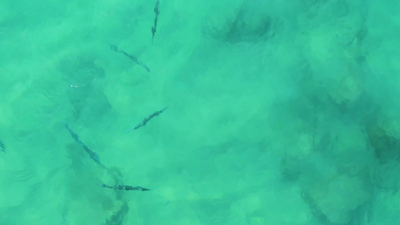 Small dark fish are scattered across clear turquoise water above a rocky seabed at Buzzards Beach East Cape BCS Mexico, with no visible people.