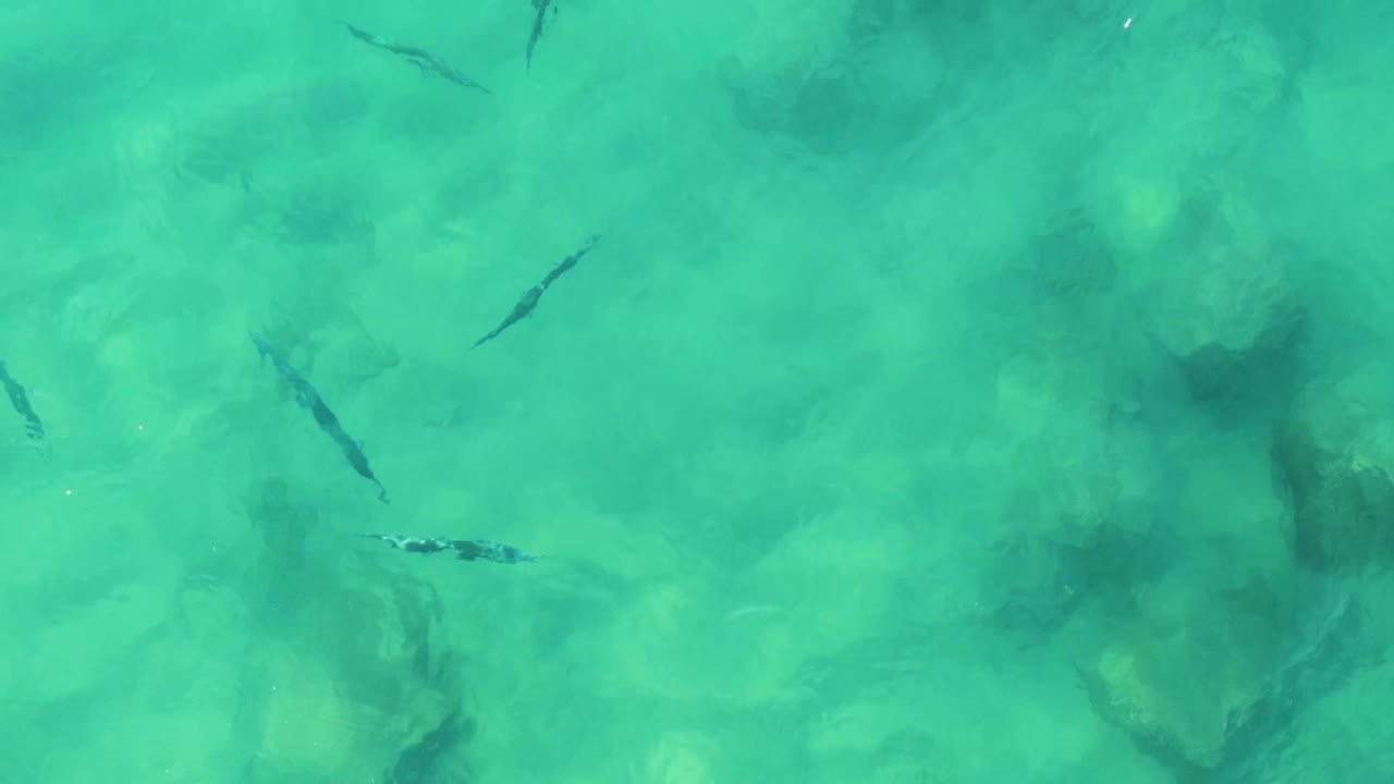 Several small fish appear at different depths in clear turquoise water over pale rocks at Buzzards Beach East Cape BCS Mexico, with no visible people.