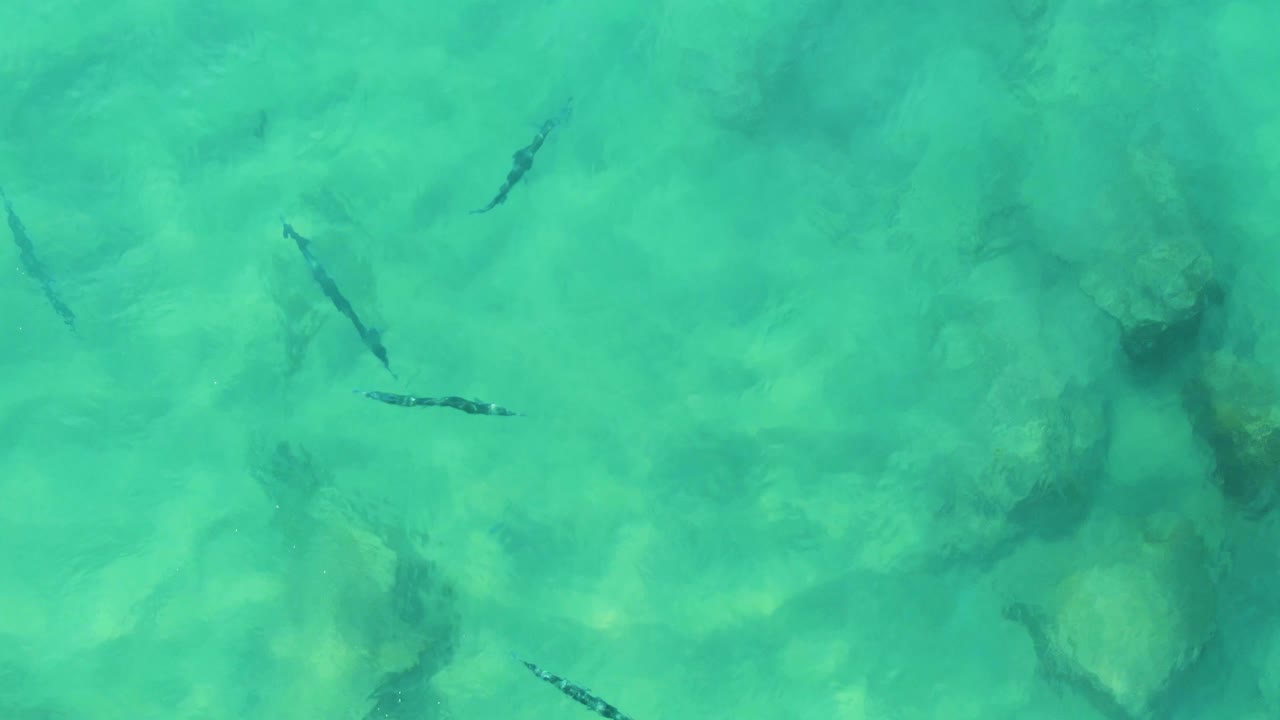 Dark fish shapes cross the shallow turquoise water while darker rock patches show through the seabed at Buzzards Beach East Cape BCS Mexico, with no visible people.