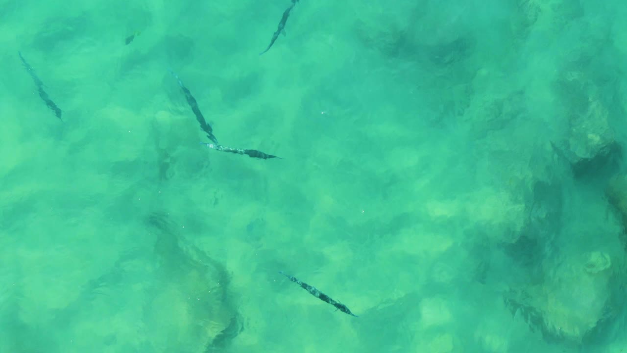 Fish crossing clear water above rocks