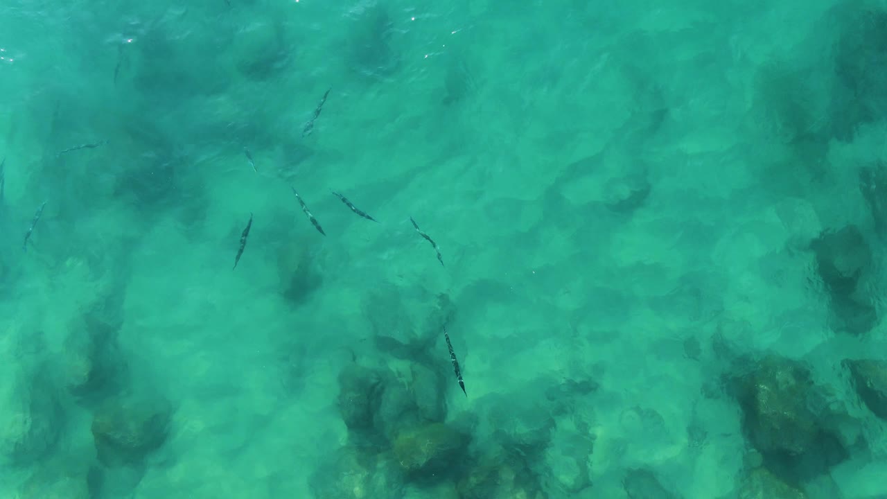 Fish scattered across shallow turquoise water