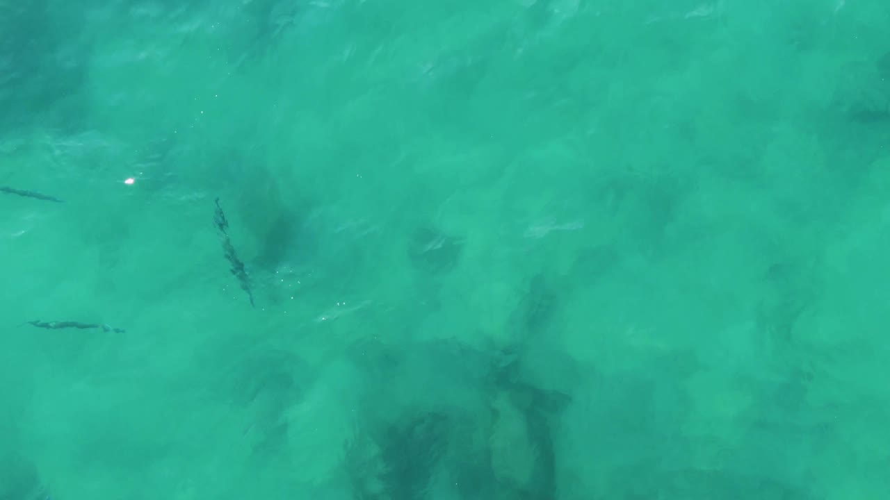 Overhead view of clear turquoise water at Buzzards Beach East Cape BCS Mexico, with small fish near dark seabed patches and no visible people.