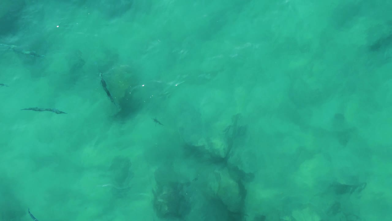 Small fish spread across clear green-blue shallow water.