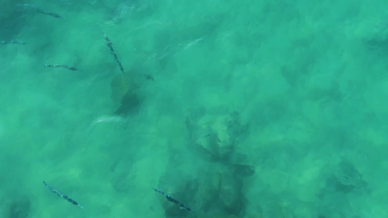 Turquoise water at Buzzards Beach East Cape BCS Mexico reveals fish silhouettes moving over a mottled shallow seabed, with no visible people.