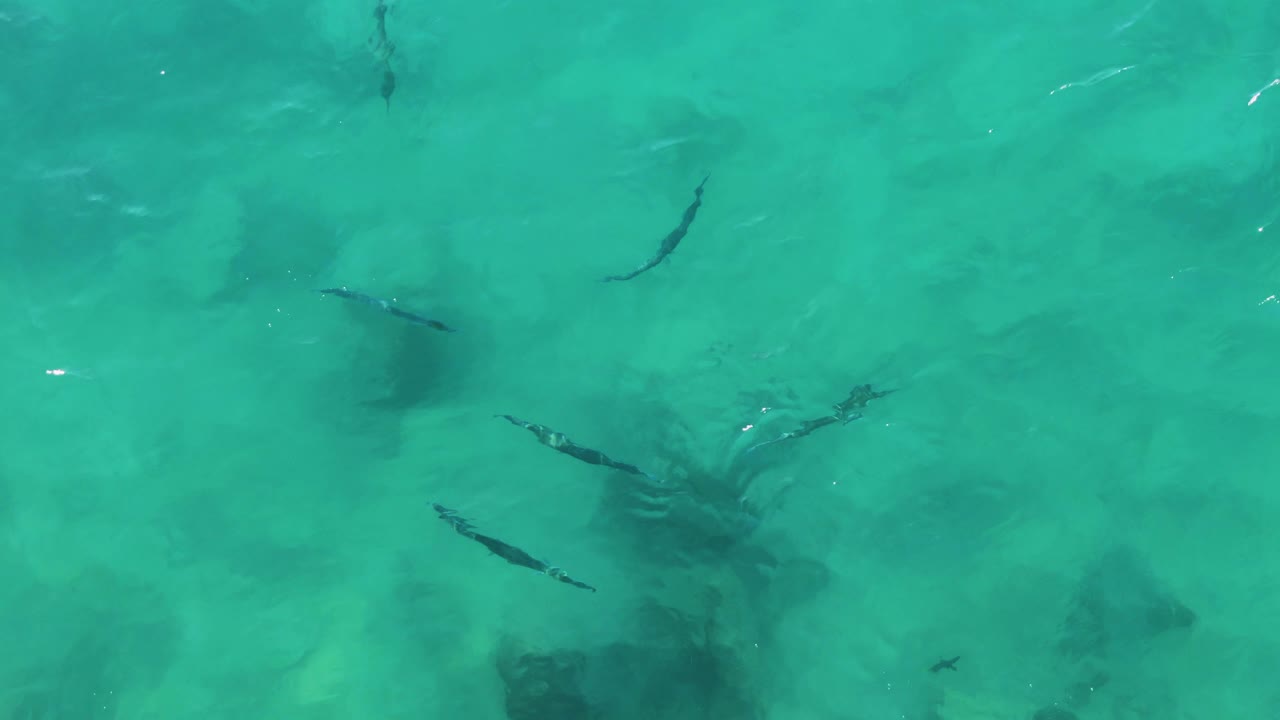 Small fish in shallow turquoise water with sandy bottom shadows.