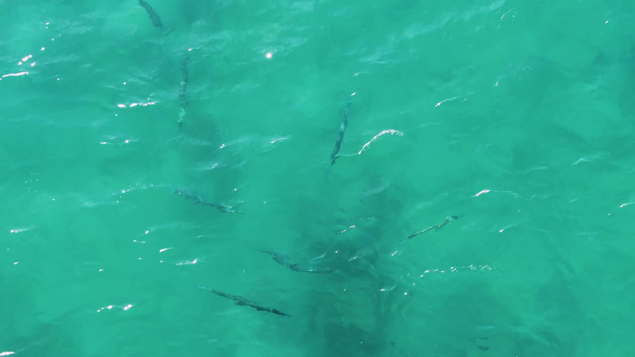 Small fish appear more spread across the clear turquoise water at Buzzards Beach East Cape BCS Mexico, with glints of sunlight near the surface and no visible people.