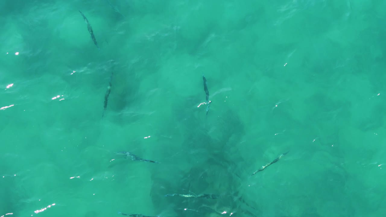 Several narrow dark fish shapes cut across pale turquoise water at Buzzards Beach East Cape BCS Mexico, with soft underwater shadows and no visible people.