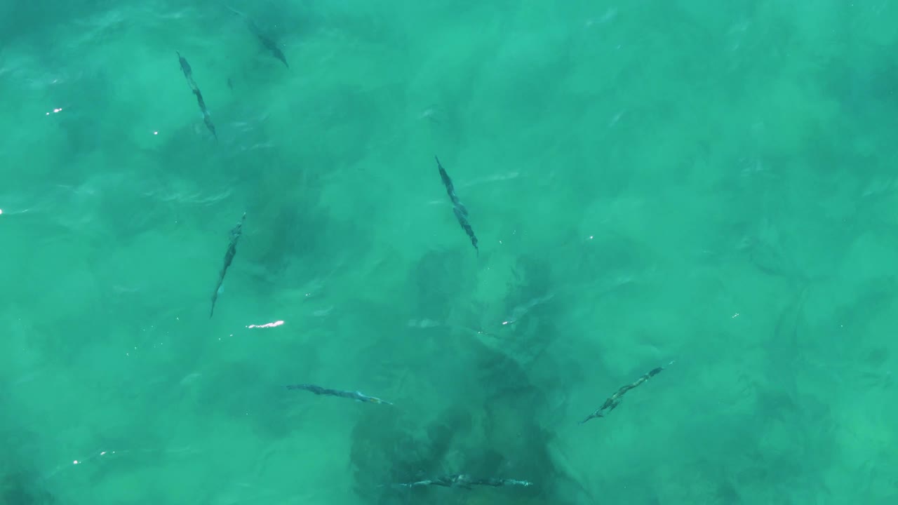 Mid-clip frame of fewer visible fish spread through rippled turquoise water at Buzzards Beach East Cape BCS Mexico, with darker sandy patches below and no visible people.