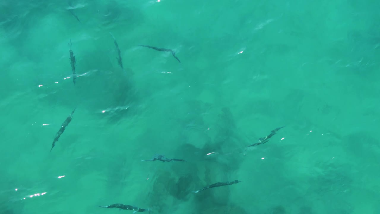 Small dark fish are scattered under rippled turquoise water at Buzzards Beach East Cape BCS Mexico, with bright surface glints and no visible people.