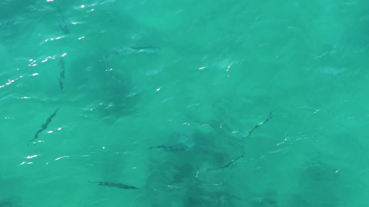 Several small fish sit at different depths beneath clear green-blue water at Buzzards Beach East Cape BCS Mexico, with darker patches below the surface and no visible people.