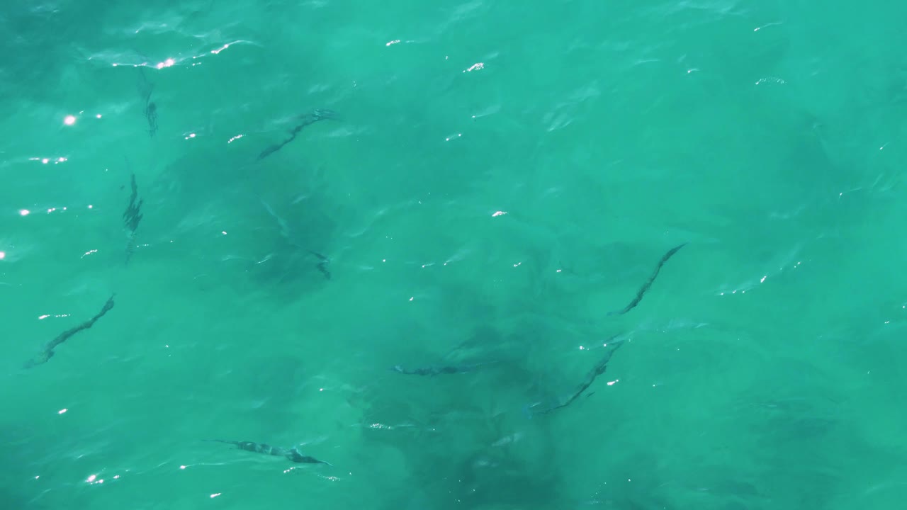 Thin dark fish shapes appear beneath gently rippled turquoise water at Buzzards Beach East Cape BCS Mexico, with soft light streaks across the surface and no visible people.