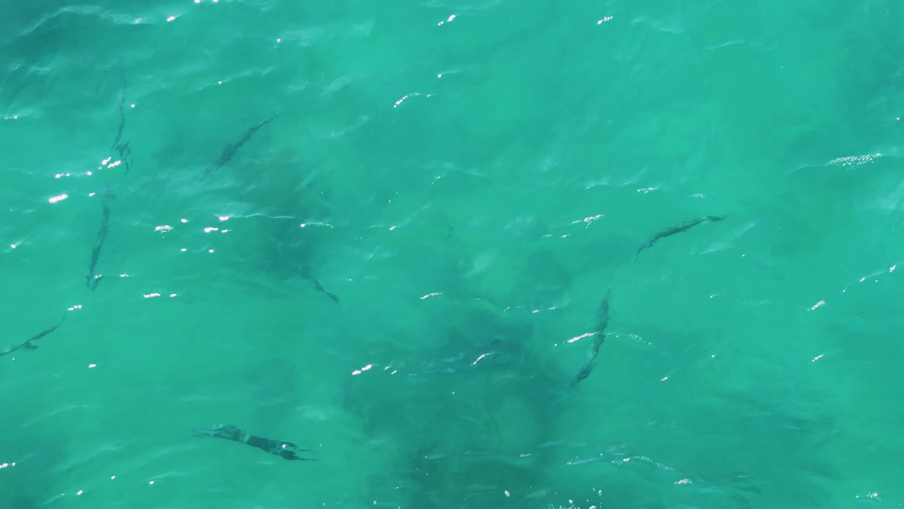 Fish darting beneath bright ripples in shallow water