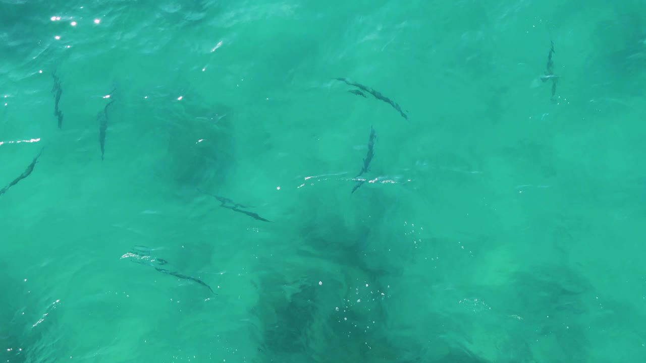 Overhead frame from Buzzards Beach East Cape BCS Mexico showing several dark fish beneath turquoise rippled water, with bright surface reflections and no visible people.