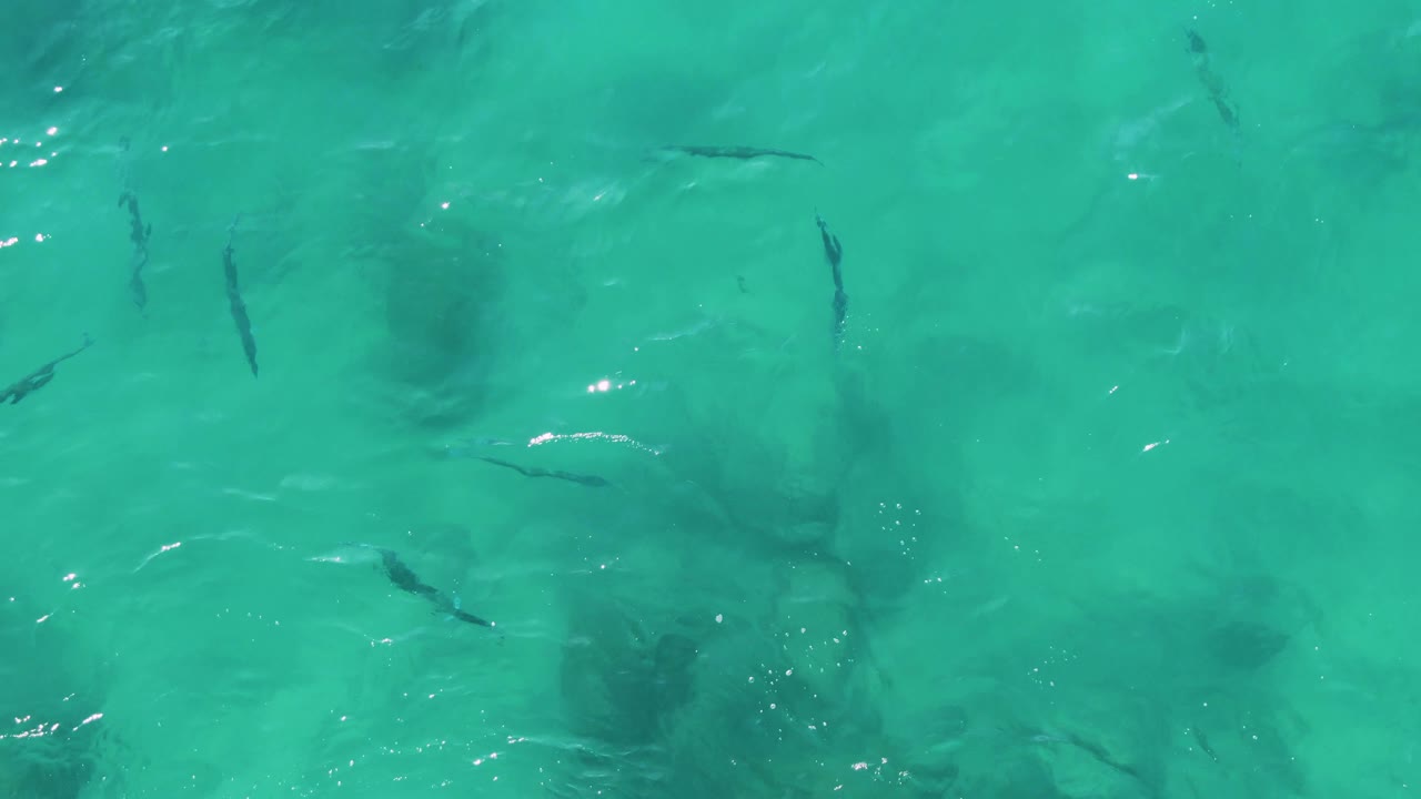 Overhead view at 0:01 in Buzzards Beach East Cape BCS Mexico with fish spread across clear green-blue water and small wave patterns, with no visible people.