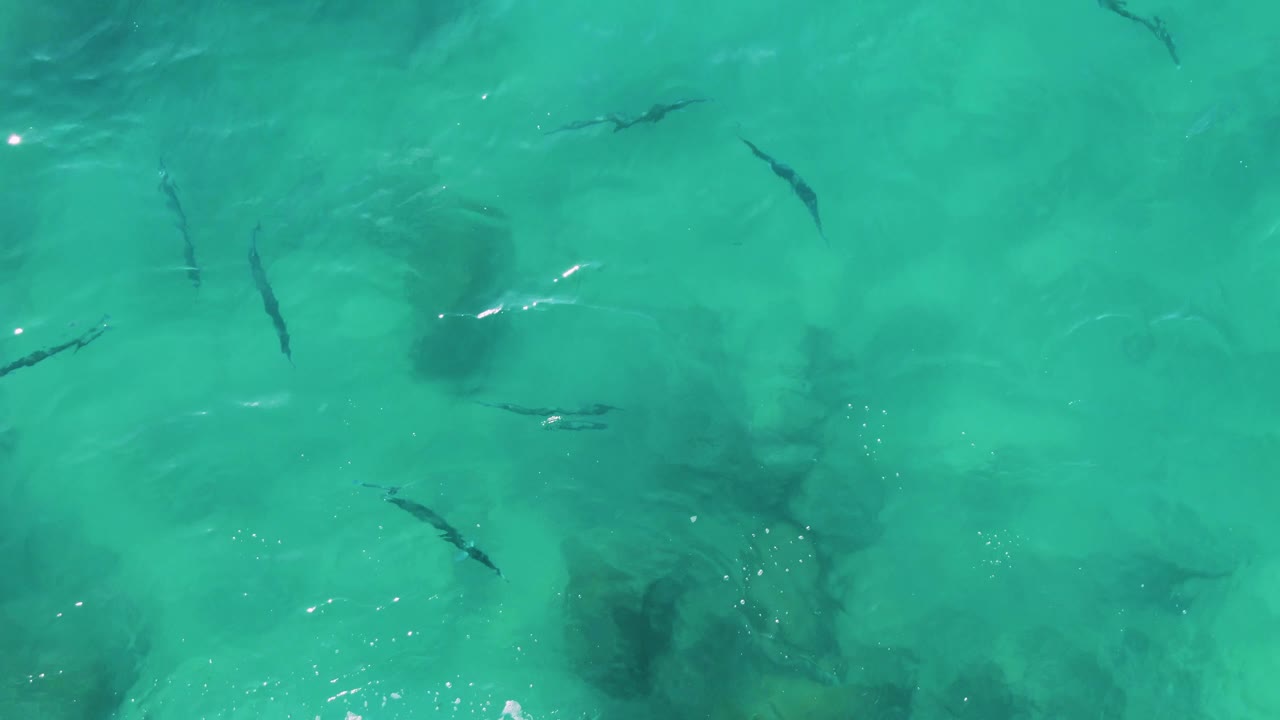 Mid-clip overhead frame from Buzzards Beach East Cape BCS Mexico showing fish near darker underwater patches in turquoise water, with no shoreline or visible people.