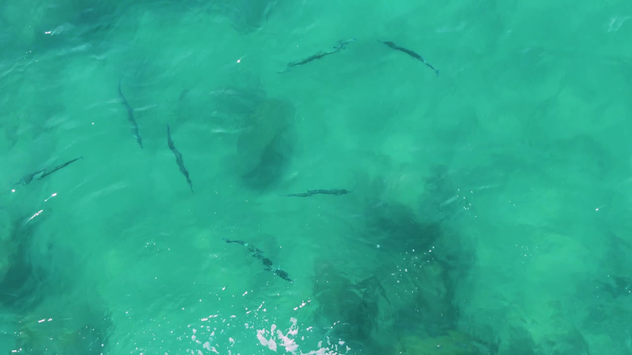 Fish swimming under a smooth turquoise water surface