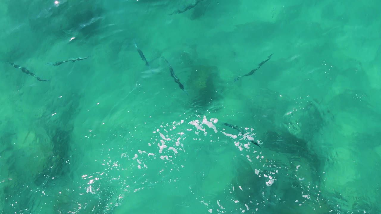Turquoise ocean water with dark fish shapes below the surface