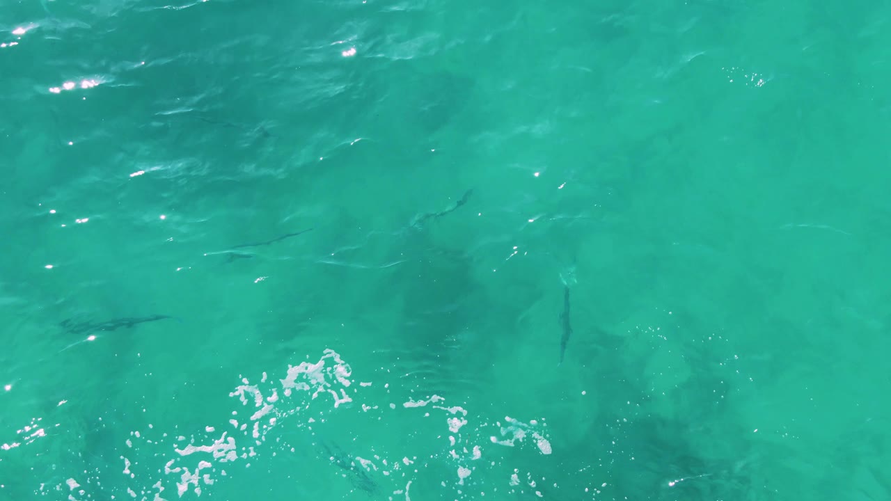 Overhead view at Buzzards Beach East Cape BCS Mexico showing dark fish shapes beneath turquoise water, scattered white foam, and no visible people.