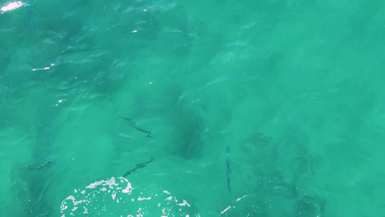 Fish swim below shallow-looking turquoise water with foam at the bottom edge.