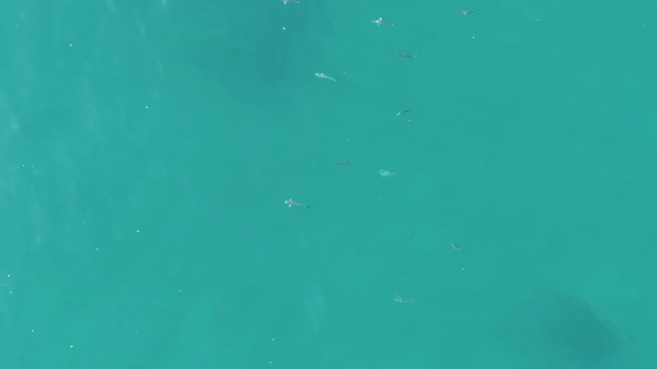 Small fish scattered in clear turquoise water.