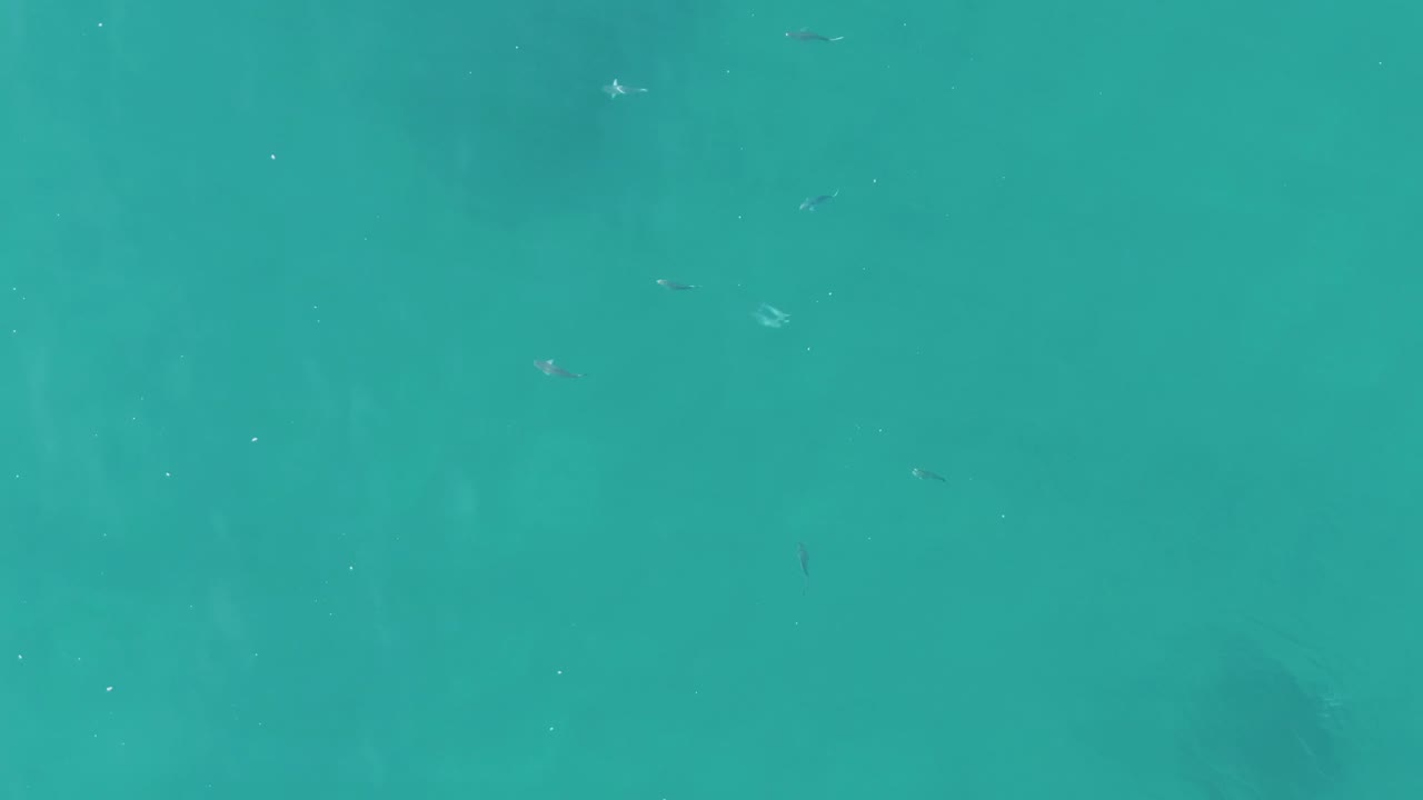 Small fish appear as light and dark marks across blue-green water at Buzzards Beach, East Cape, BCS, Mexico, with the frame filled entirely by ocean and no visible people.