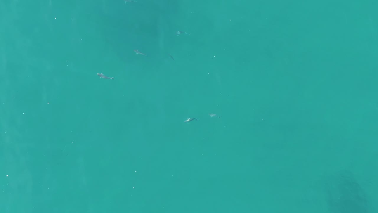 The lower-left portion of the runtime shows open turquoise ocean at Buzzards Beach, East Cape, BCS, Mexico, with small fish spaced across the frame and no visible people.