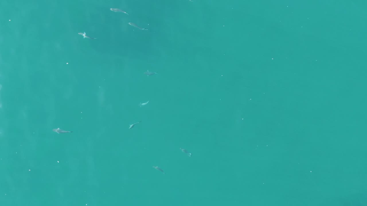 Small fish scattered beneath turquoise water