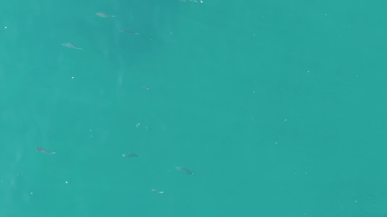 Tiny pale and dark fish shapes sit across the clear teal water, with soft surface texture and no visible people.