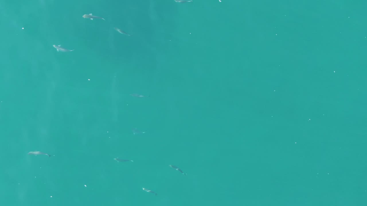 Several small fish are spaced across calm turquoise sea water at Buzzards Beach East Cape BCS Mexico, with faint vertical light bands and no visible people.