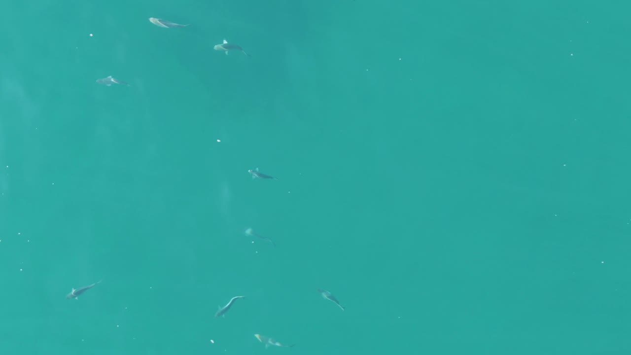 Scattered fish remain visible below the clear turquoise water, including a few brighter fish near the frame edges and no visible people.
