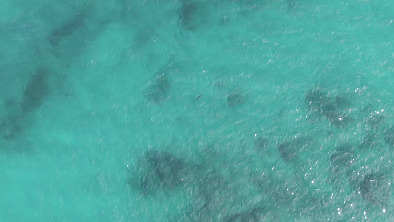Overhead frame of Playa El Arbolito Cabo Pulmo BCS Mexico water with a broad turquoise field, faint wave texture, and several dark coral patches below, with no visible people.