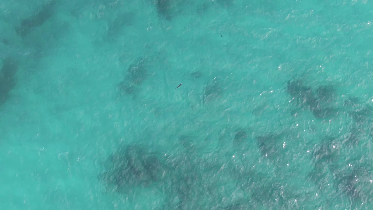 Turquoise ocean surface with dark coral patches and a small fish