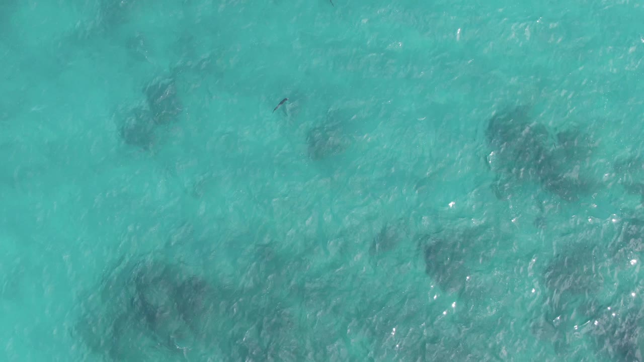 Turquoise water with dark underwater patches and a small marine animal near the surface.