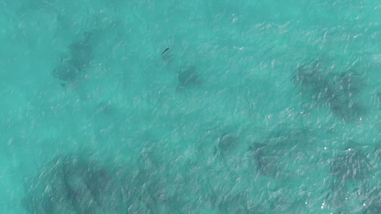 At 0:01, the Playa El Arbolito Cabo Pulmo water appears blue green with rippled surface light, scattered dark seabed patches, and a small dark marine animal visible near the upper center, with no visible people.