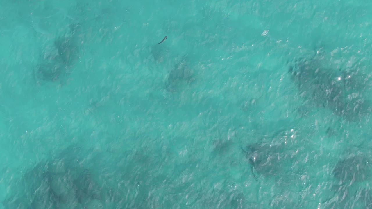 At Playa El Arbolito Cabo Pulmo in Mexico, the frame shows shallow turquoise water with darker submerged shapes and bright surface sparkle while the small marine animal remains faint near the upper area, with no visible people.