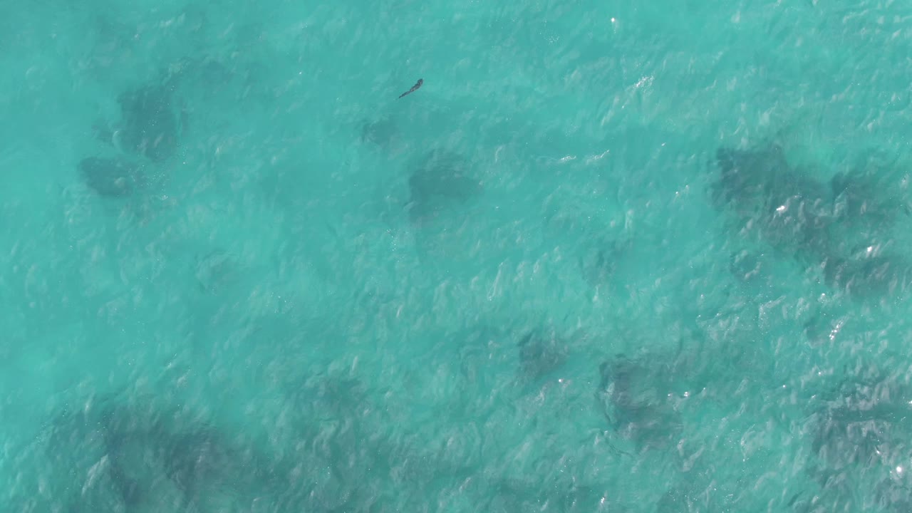 At 0:03 in the Playa El Arbolito Cabo Pulmo clip, turquoise water fills the view as underwater patches shift in prominence and a small dark marine animal sits near the upper left area, with no visible people.