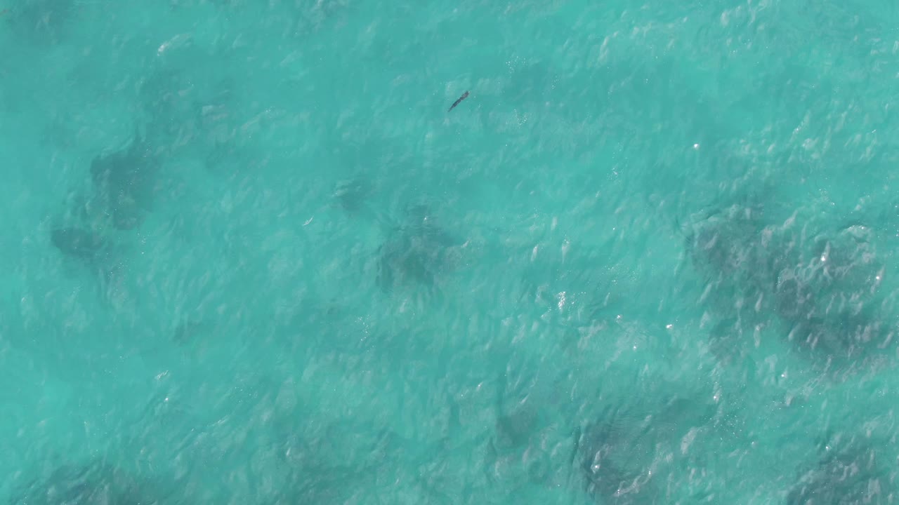 Overhead view of Playa El Arbolito Cabo Pulmo BCS Mexico water with the small dark floating object shifted across the upper area, mottled submerged patches, bright ripples, and no visible people.