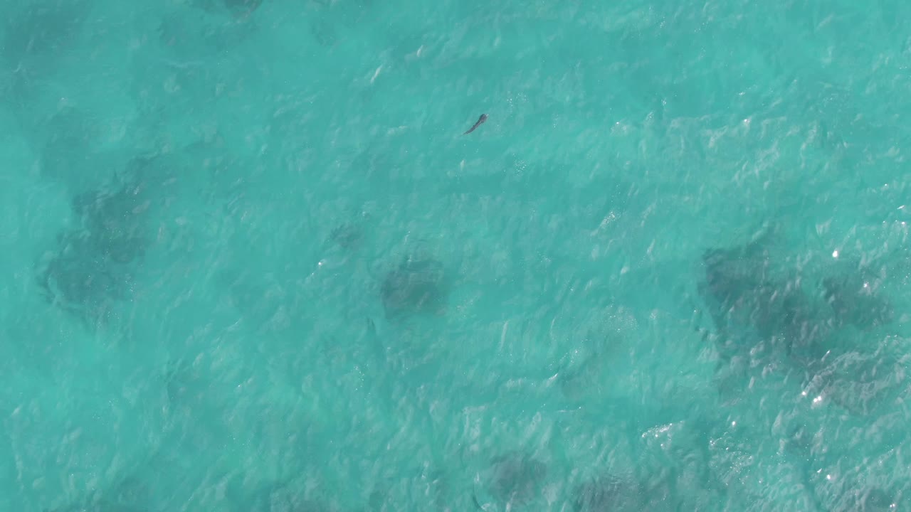 Straight-down Playa El Arbolito Cabo Pulmo BCS Mexico frame with a small floating object near the upper right, pale turquoise water, darker underwater shapes, and no visible people.