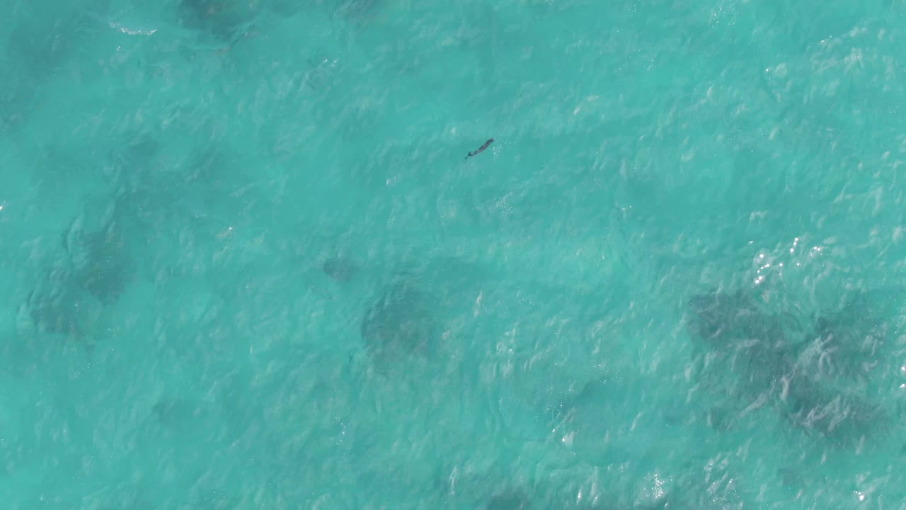 Overhead Playa El Arbolito Cabo Pulmo BCS Mexico water frame showing the small floating object near the left side, soft ripples, dark submerged patches, and no visible people.