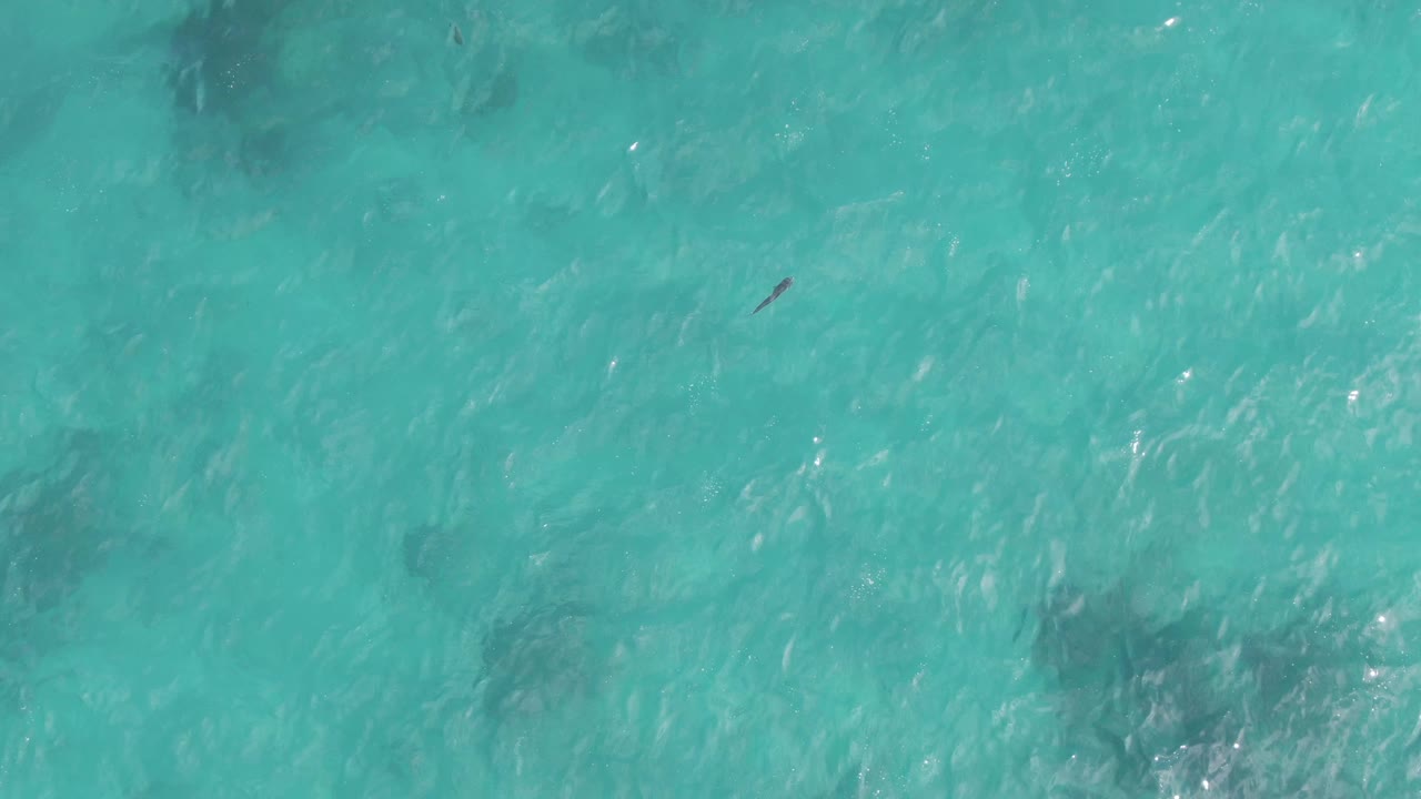 Overhead view of clear turquoise water at Playa El Arbolito Cabo Pulmo with a small dark object near the upper part of the frame and no visible people.