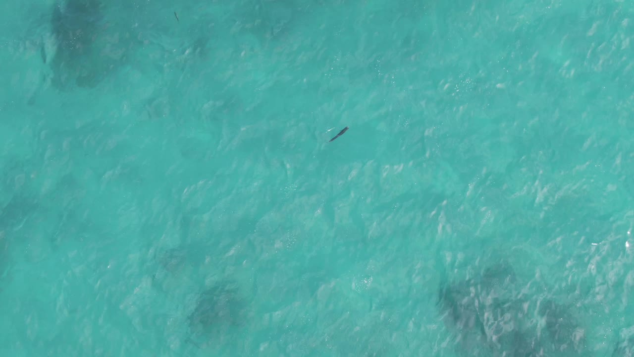 Turquoise ocean surface with a small dark object and faint darker patches below the water.