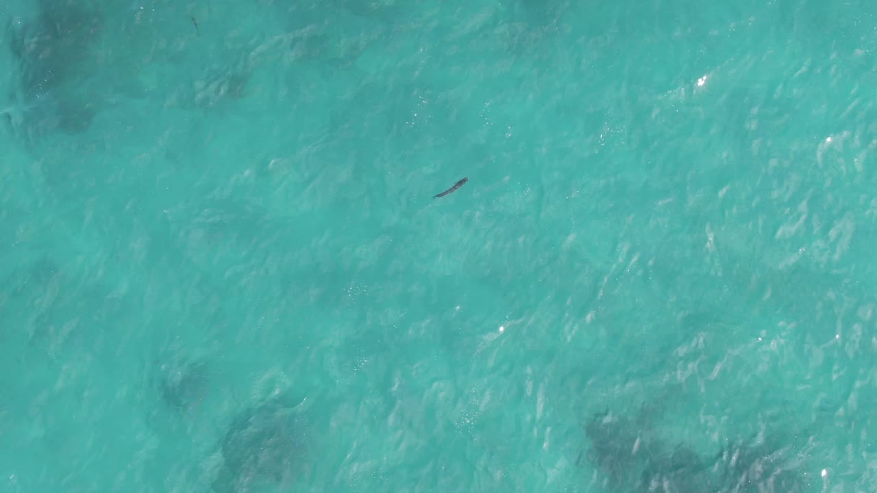 At Playa El Arbolito Cabo Pulmo, a small dark object sits against bright turquoise ocean texture with ripples and no visible people.
