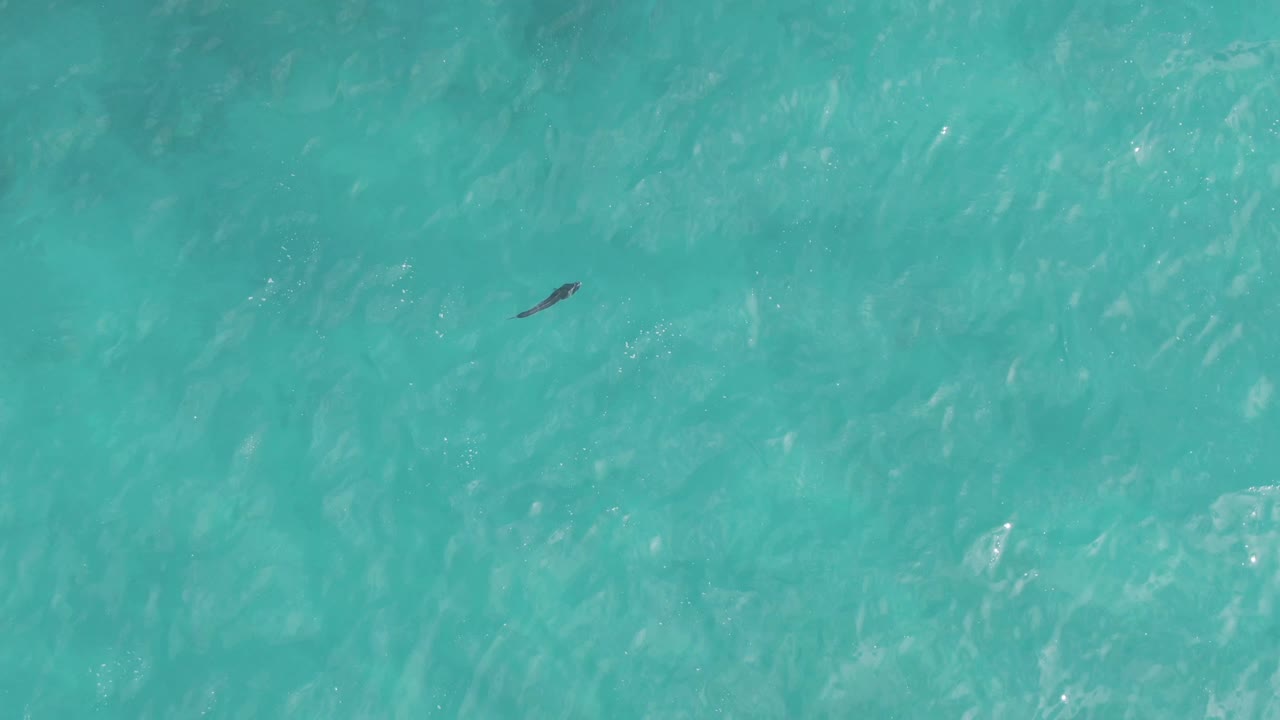 A small dark ray appears near the upper left of clear turquoise water at Playa El Arbolito Cabo Pulmo BCS Mexico, with no visible people.